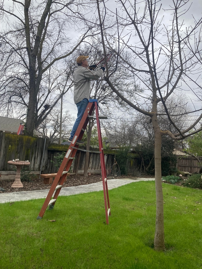 Prune deciduous trees this month, before they leaf out. (Photo: Jeannette Warnert)