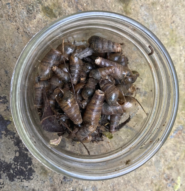 Decollate snails collected in Gary Woods' yard for distribution at the Children's Garden. (Photos: Jeannette Warnert)