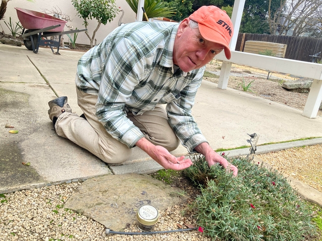 Gary Woods gathers decollate snails beneath a dianthus plant in his backyard.