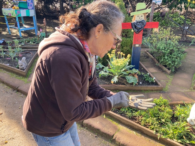 Children's Garden team leader Delores LeBoeuf distributing decollate snails in vegetable beds.