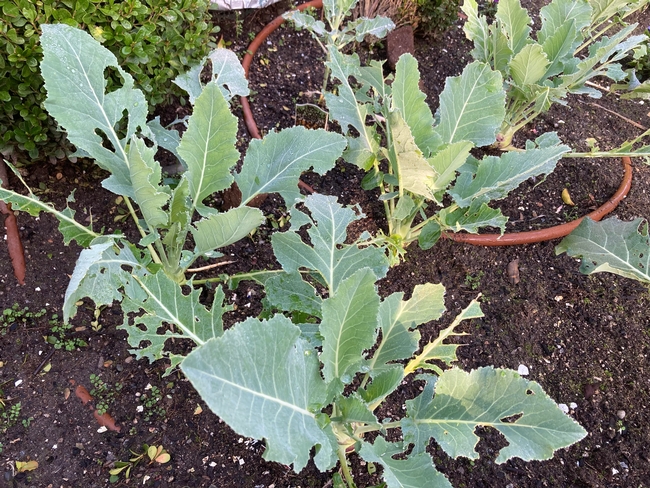 Kohlrabi leaves with pest damage that may have been caused by brown garden snails.