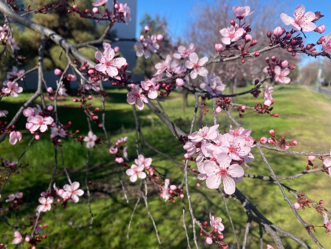 It's blossom season in Fresno County. (Photos: Jeannette Warnert)