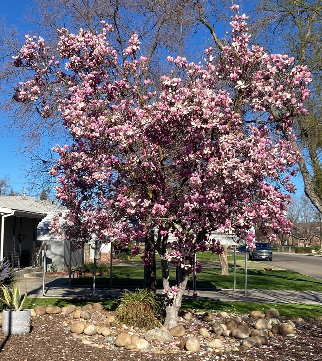 Prune spring-flowering trees, shrubs and vines after bloom.