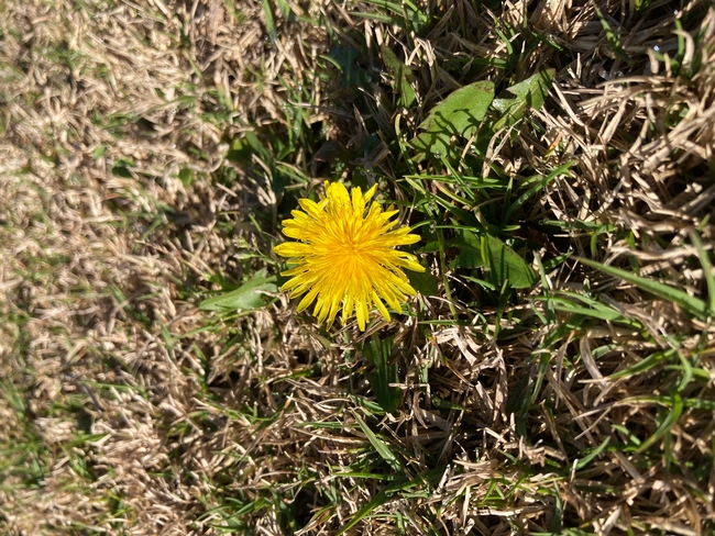Frequent mowing helps prevent dandelions from producing and disbursing seed.