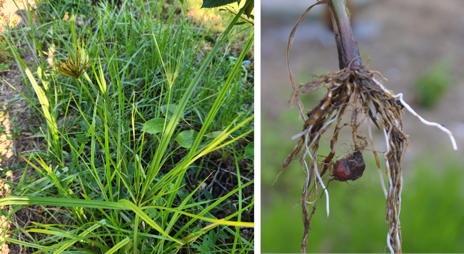 Remove the tubers when pulling nutsedge weeds. (Photo: UC ANR)