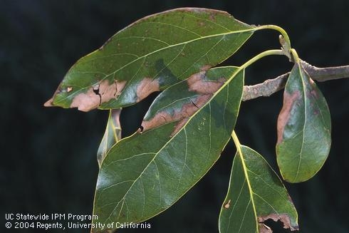 Avocado leaves with brown lesions due to the fungi that cause branch canker and dieback. The disease is caused by various fungi in the Botryosphaeriaceae family. (Photo: David Rosen, UC IPM)