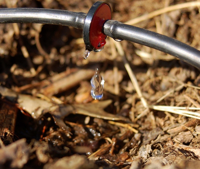 Drip irrigation is the ideal way to water roses. (Photo: Joby Elliott, Flickr)