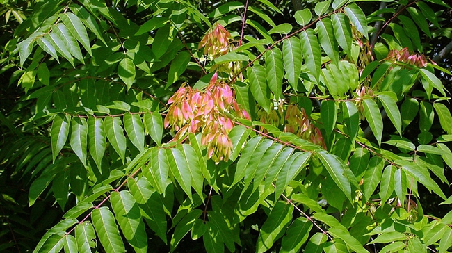 Tree of heaven are invasive trees from China that can host damaging exotic pests. (CDFA:  )