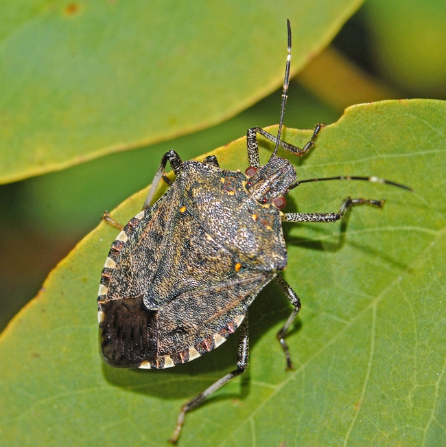 Brown marmorated stink bug, already found in California, favor tree of heaven. (Wikimedia Commons)