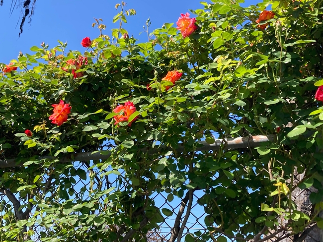 Climbing coral roses on a chain link fence.