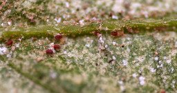 Spider mites and webbing on leaf.