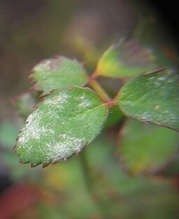Powdery Mildew on Rose Leaf