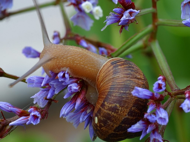 Trap snails and slugs beneath boards or flower pots. Collect frequently, smash and place in compost or green waste. (Photo: Wikimedia Commons)