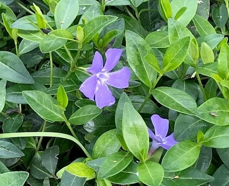 Periwinkle (Vinca major) is an invasive plant in California. It was introduced from Europe in the 1700s for ornamental and medicinal purposes, but it should not be planted in California gardens. (Photo: Cynthia Zimmerman)