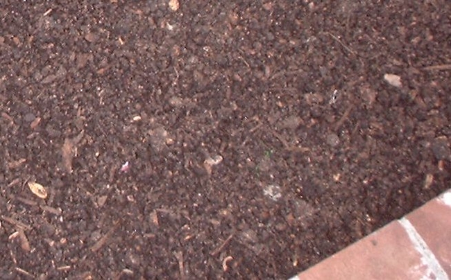 Picture of compost/mulch