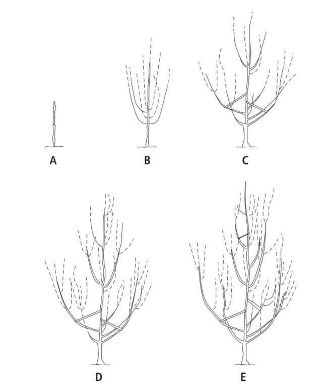 Pruning diagram in the free UC ANR publication 'Fruit Trees: Training and Pruning Deciduous Trees,' publication number