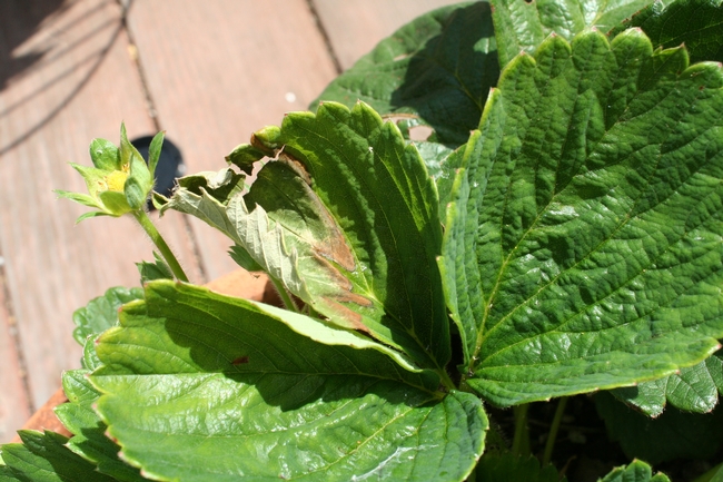 Sunburned leaves on a strawberry plant. (Photo: Mark Bolda, UC ANR)