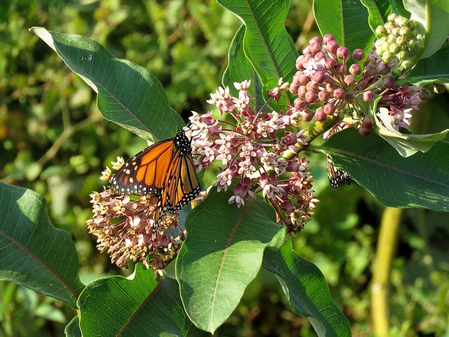 Monarch butterflies are always welcome in San Joaquin Valley gardens. (Photo: Wikimedia Commons)
