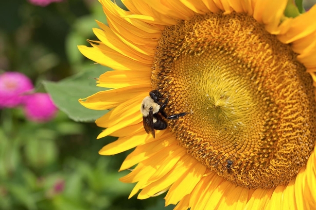 Bumble bee pollinating a sunflower. (Photo: Peggy Greb, USDA.)