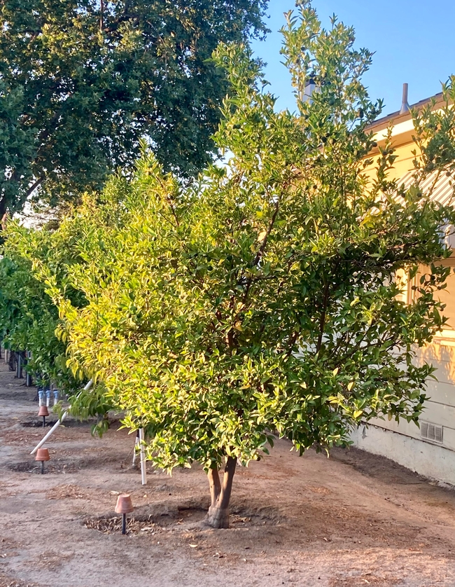 Deep water citrus and other trees at least a day before a forecast heat spike. (Photo: Jeannette Warnert)