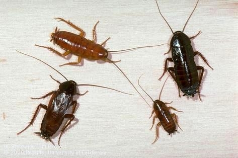 Various life stages of the oriental cockroach. (Photo: UC IPM)