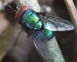 Blowflies are a common pest in and around homes. (Photo: UC IPM)