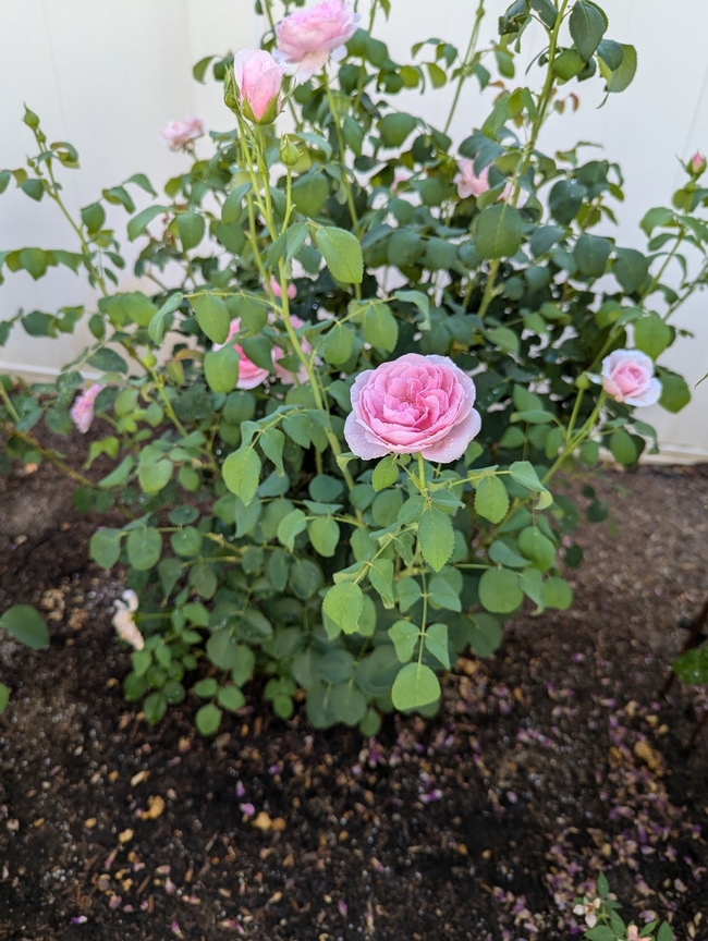 Picture of Pretty Jessica Rose grown under shade cloth in 115 F temperatures