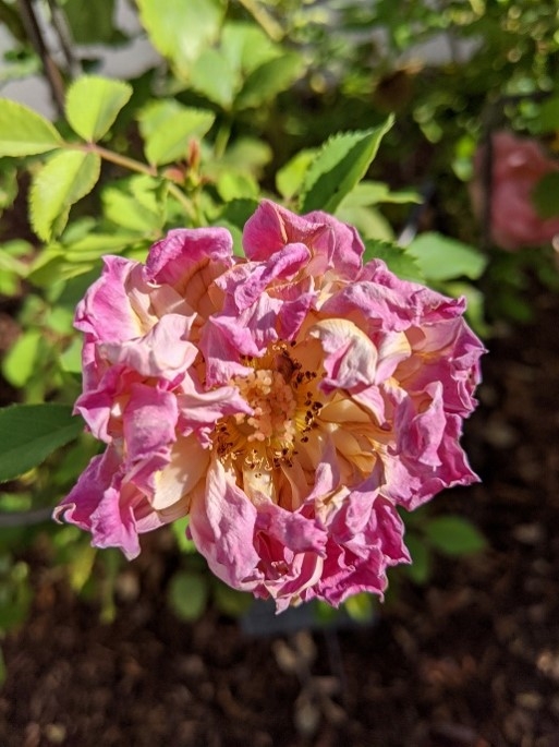 Picture of sunbaked rose petals