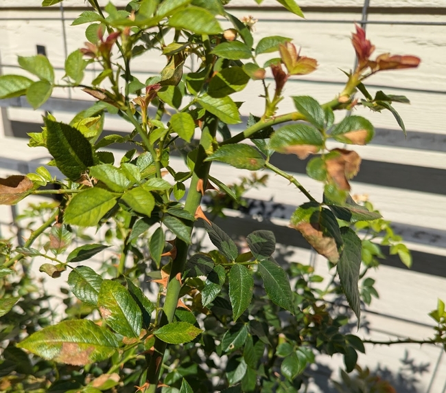 Browned and yellowed leaves on a rose busy.