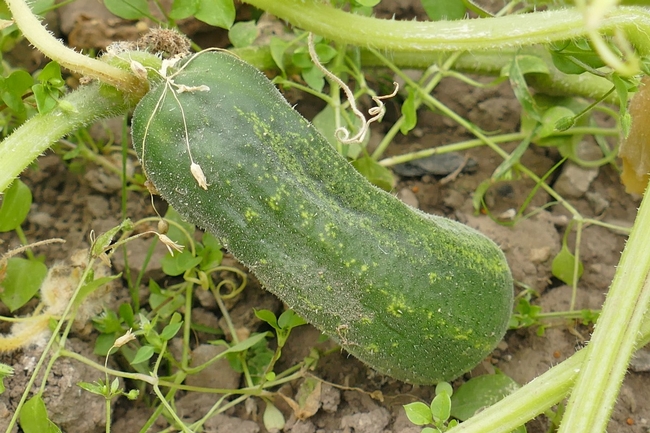 Water ripening cucumbers carefully to avoid over and under irrigation. (Photo: PxHere)