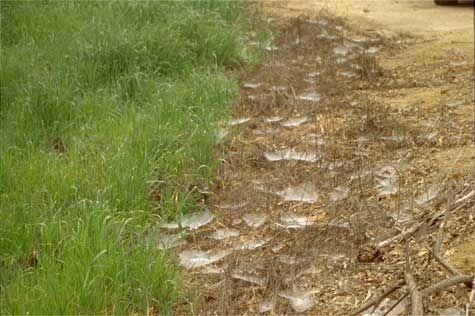 Funnel webs on the ground near tall grass.