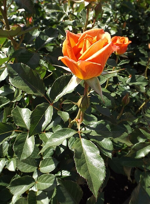 Pumpkin Patch orange rose (Wikimedia)