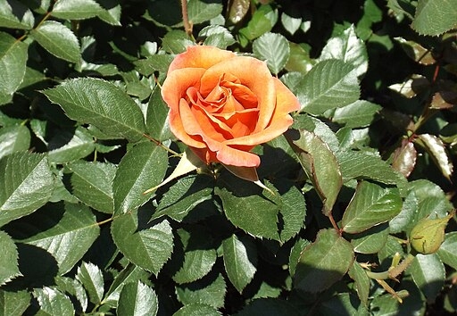 Pumking Patch rose (Wikimedia)