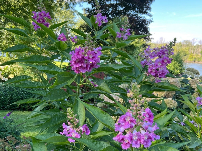 Chitalpa ‘El Niño' (Photo: Susan Rosenthal)