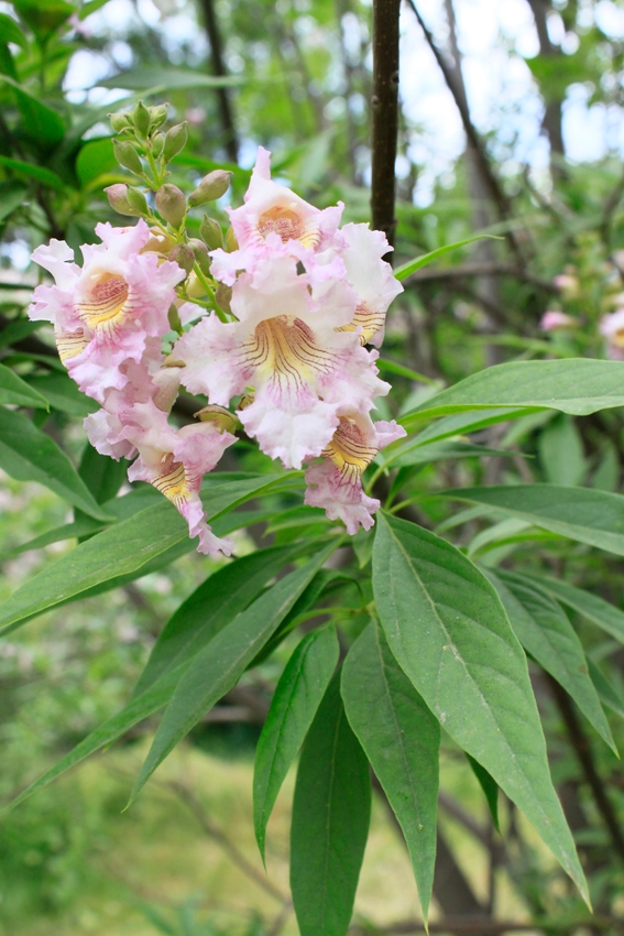 Pink blooms of chitalpa trees.