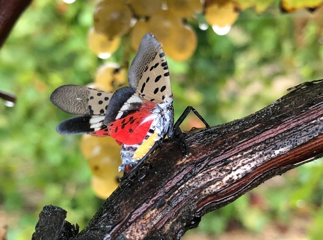 Adult spotted lanternfly in a tree.