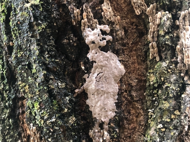 Spotted lanternfly egg masses look like a splash of mud.