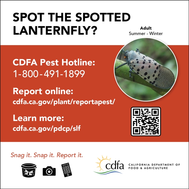 Report any SLF finds to the CDFA Pest Hotline at 1-800-491-1899.