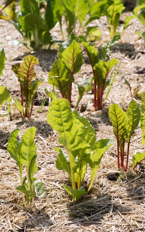 Warm fall weather may shrink this year's winter planting season to four weeks. (Photo: USDA)