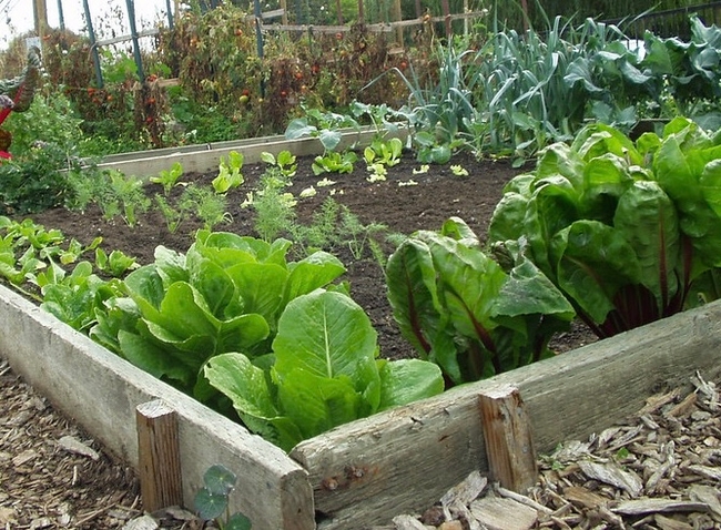 Mulch your winter garden to nourish the soil and prevent weeds. (Photo: Vicki Moore, CC by 2.0)