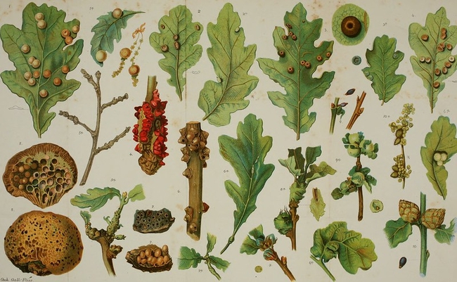 Oak galls form in a wide variety of shapes and sizes on oak leaves, branches and twigs. (Photo: “Alternating generations; a biological study of oak galls and gall flies,” 1894, University of California Libraries)