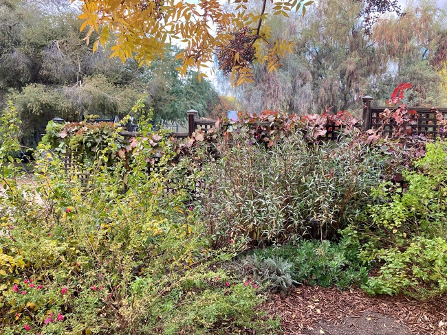 A winter garden has its own quiet appeal. This serene corner is at the Clovis Botanical Garden.  (Photo: Jeannette Warnert)