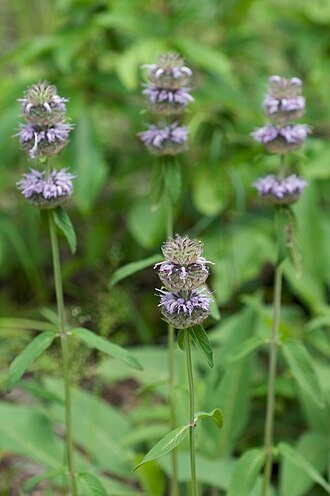 Wood mint.