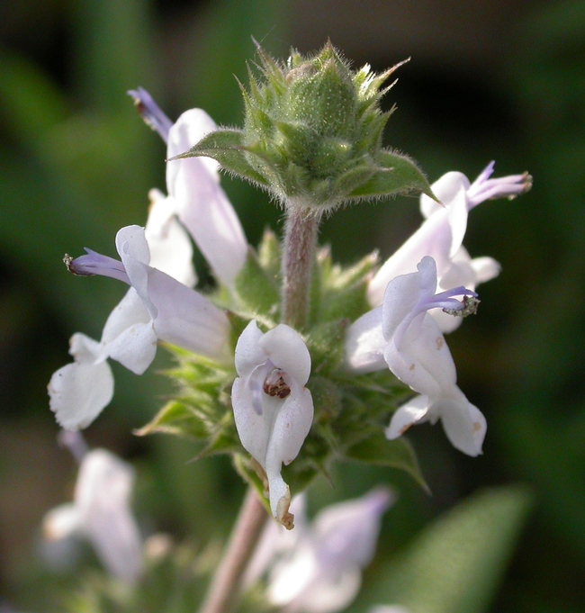 Black sage Wikimedia