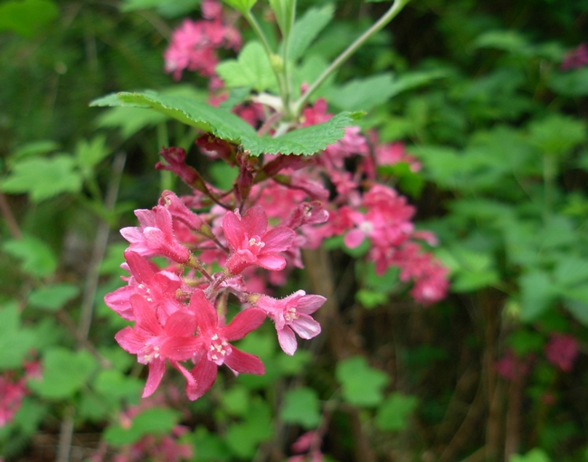 Pink flowering currant Wikimedia