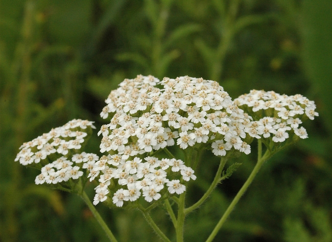 Yarrow CC BY-SA 2.0