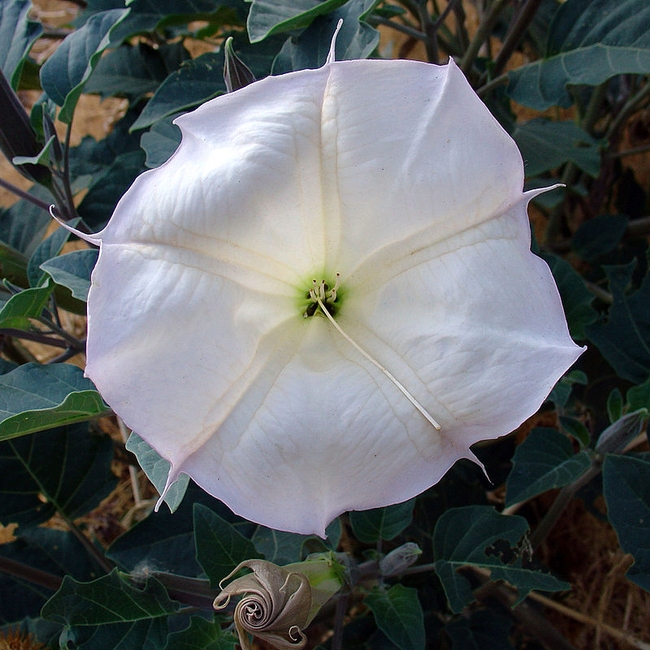 Sacred datura Wikimedia