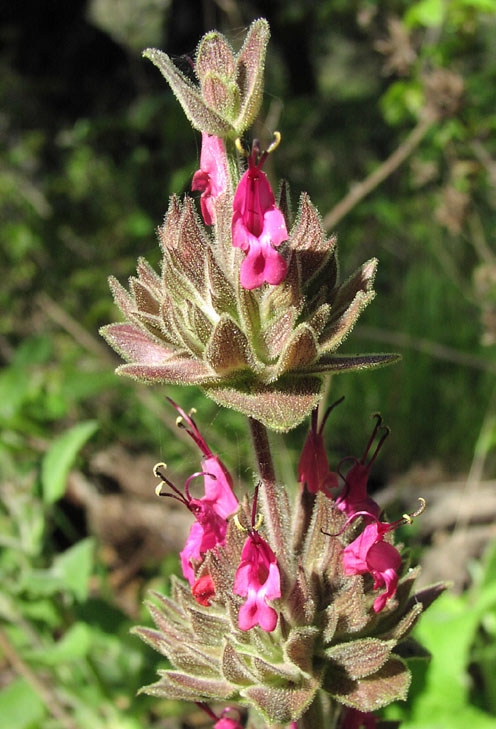 Hummingbird sage Wikimedia