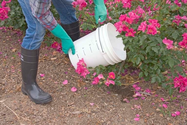 Bucket of pesticide being applied to plant roots.