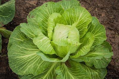 Green cabbage plant